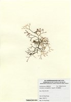 藏品(傘房龍鬚菜)的圖片